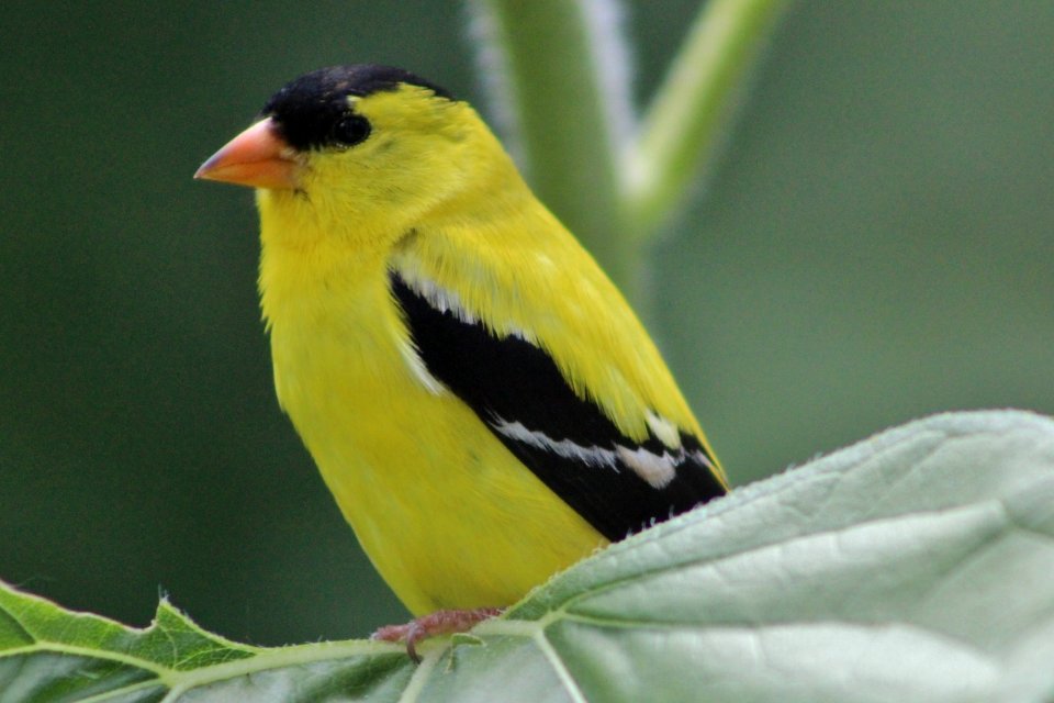 Goldfinch on sunflower leaf