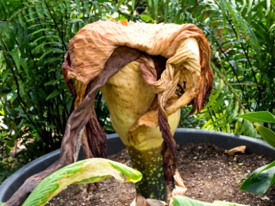 Kew Gardens 14 July 2018 072