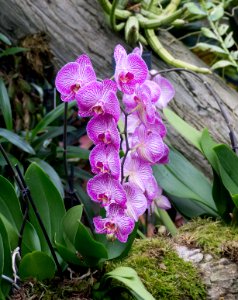 Kew Orchids March 2018 044