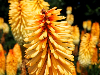 Kew Gardens 7 July 2018 025