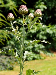 Kew Gardens 7 July 2018 030