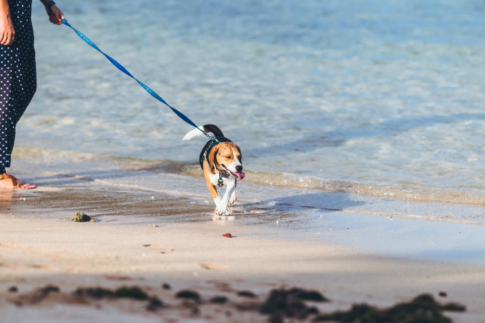 Young woman with her lovely beagle dog on the beach of Bali island, Indonesia.