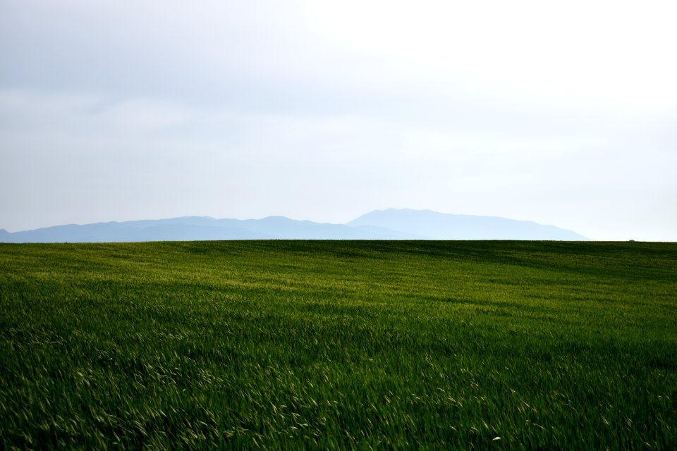Naturaleza verde