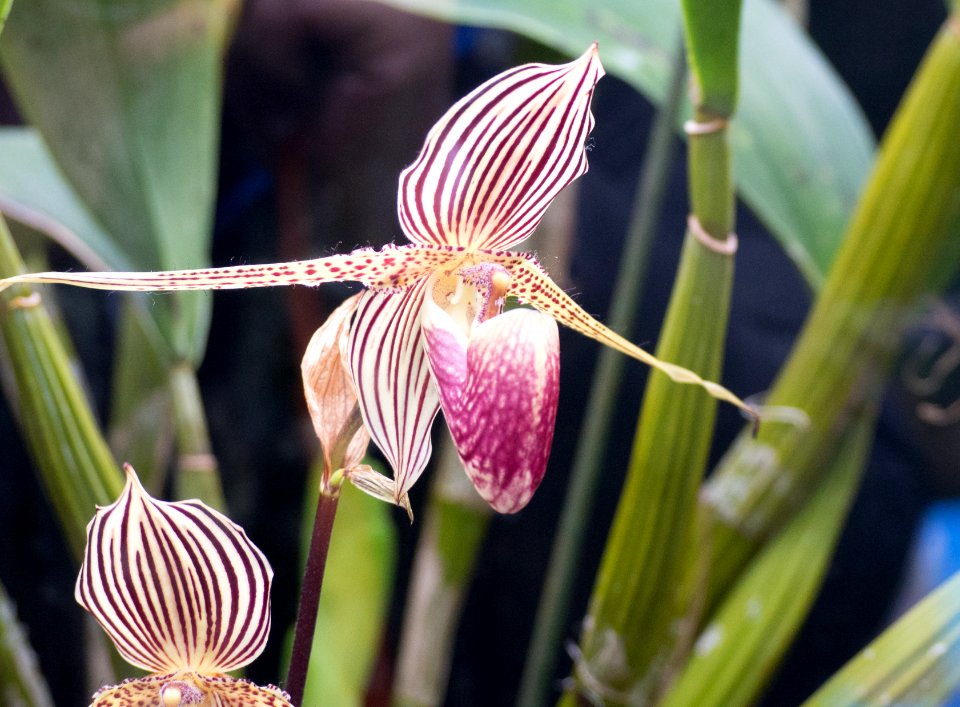 Kew Orchids March 2018 041