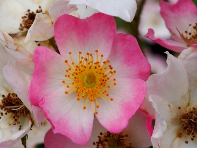 Kew Gardens 14 July 2018 007