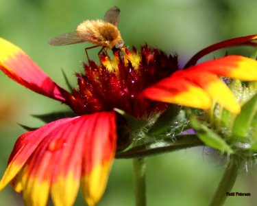 coreopsis and bee fly photo
