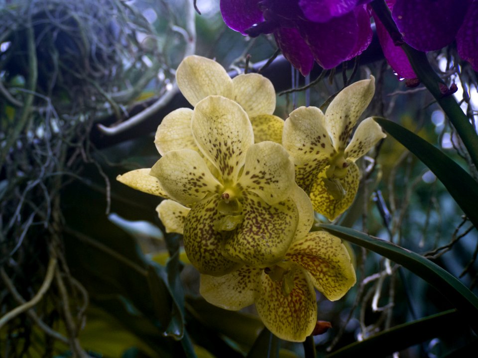 Kew Gardens Orchid Festival March 2018