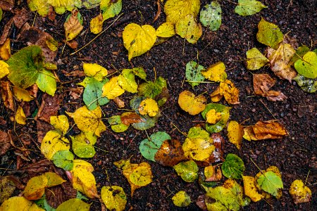 Colorful autumn leaves on the ground. photo