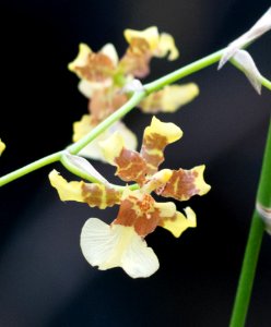 Kew Orchids March 2018 046