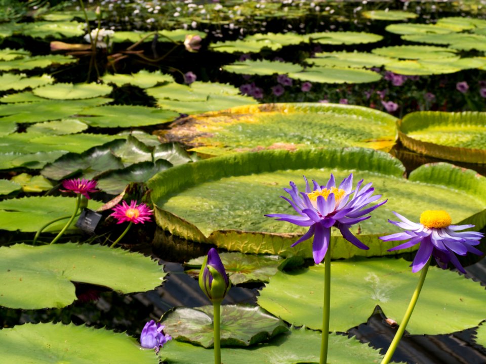 Kew Gardens 28 May 2018  061