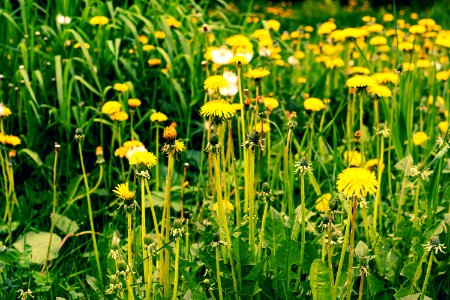 dandelions field photo
