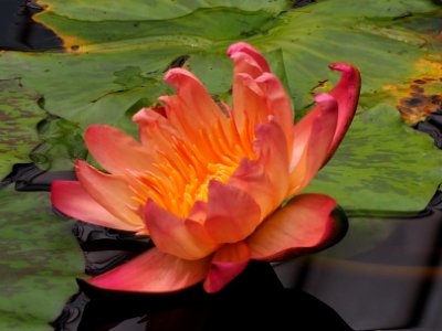Kew Gardens 17 June 2018 045