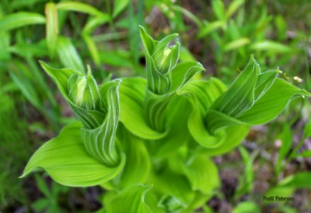 1 Showy Lady Slipper early buds photo