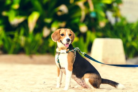 Cute female beagle dog on the beach of Bali island, Indonesia. photo