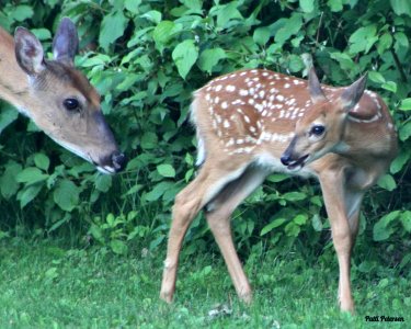 fawn and mama photo