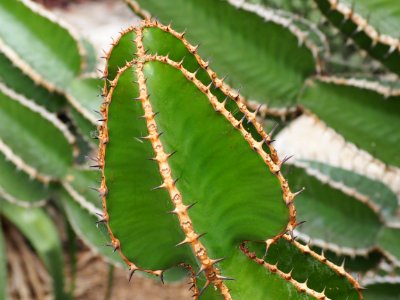 Kew Gardens 17 June 2018 102 photo