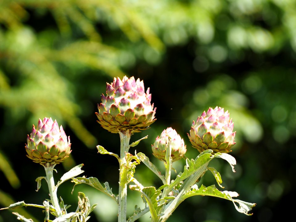 Kew Gardens 7 July 2018 029