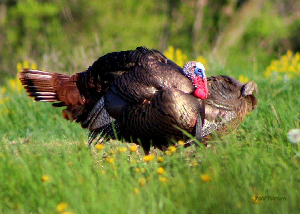 wild turkeys
