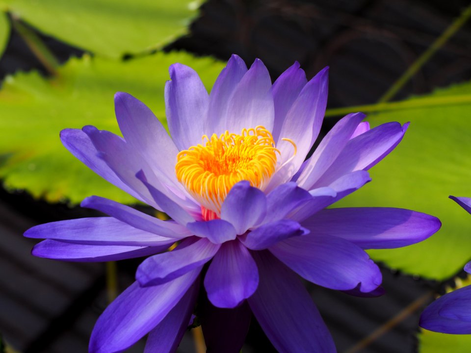 Kew Gardens 7 July 2018 004