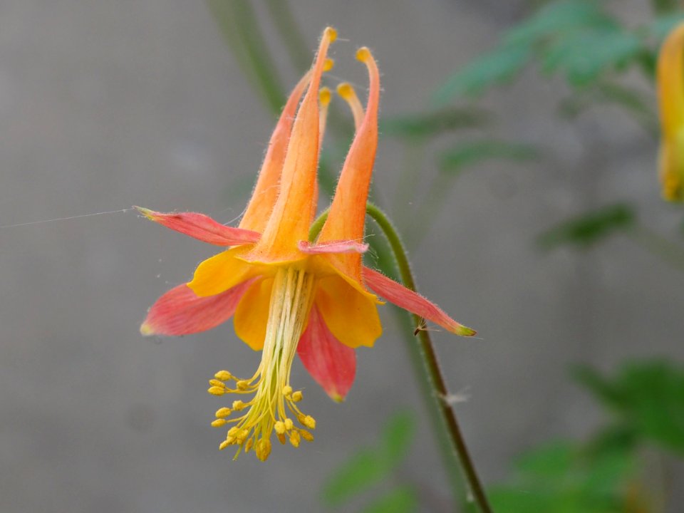 Kew Gardens 17 June 2018 191