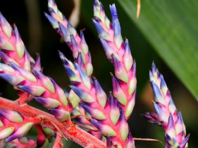 Kew Gardens 17 June 2018 140
