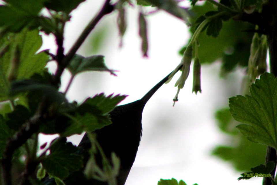 Hummingbird silhouette
