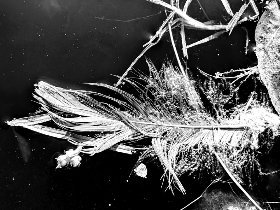 Black & White Nature