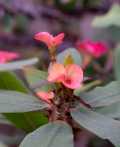 Kew Orchids March 2018 004