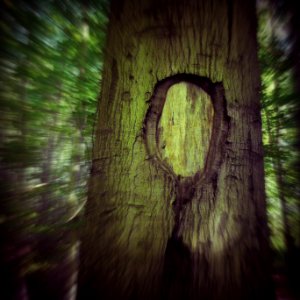 Engraved in a tree