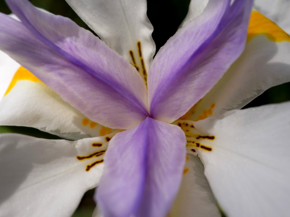 Kew Gardens 28 May 2018  021