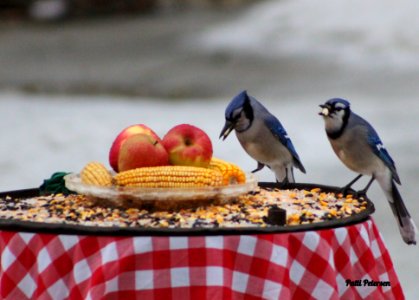 Thanksgiving dinner for the birds