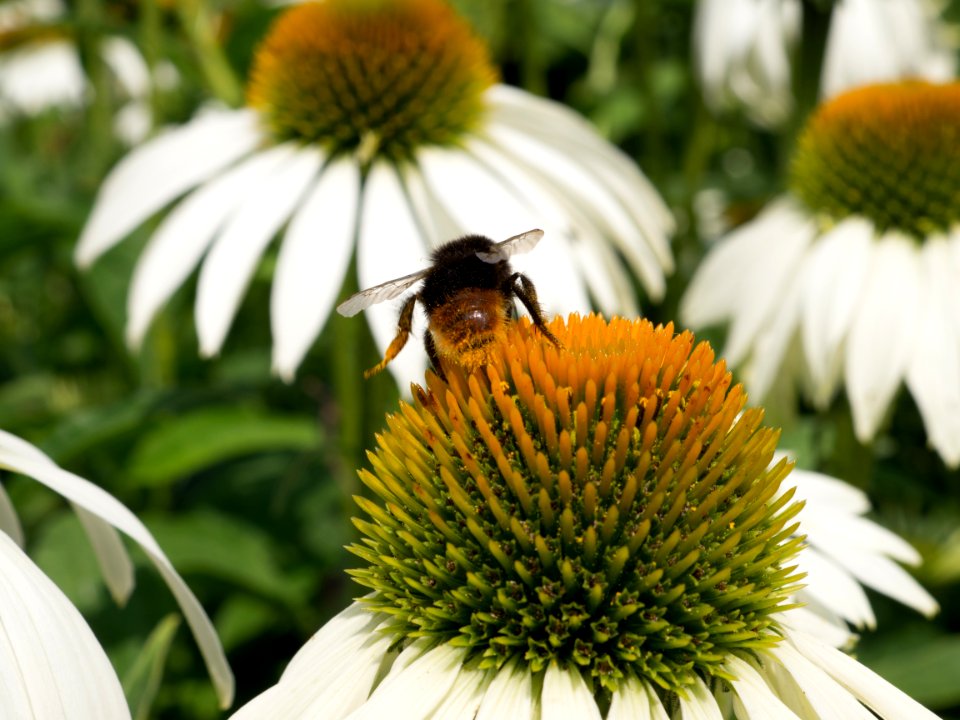 Kew Gardens 14 July 2018 056