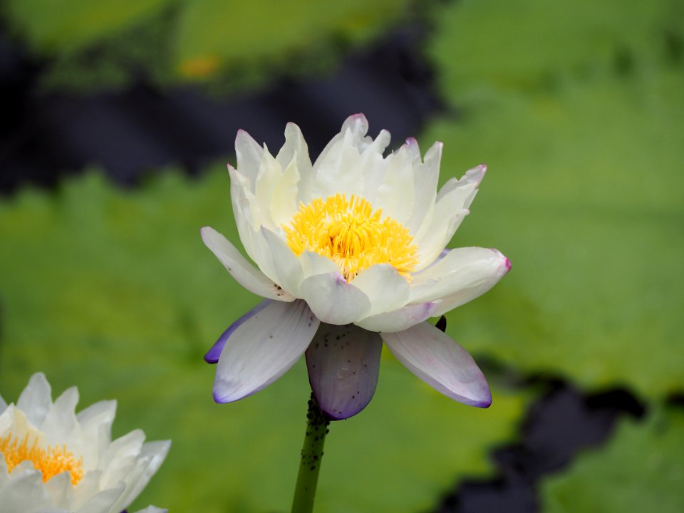 Kew Gardens 14 July 2018 032