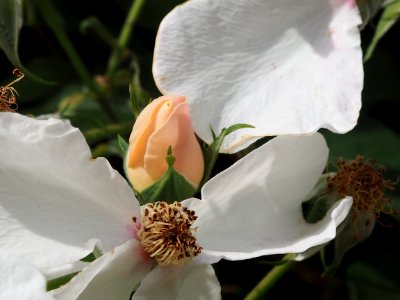 Kew Gardens 17 June 2018 015