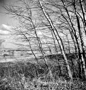 Wind Swept: Lititz (vicinity), Pennsylvania. View over the town on a windy day in the fall, November 1941.