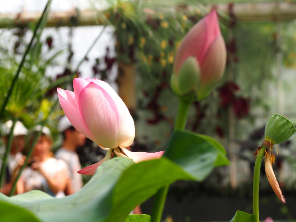 Kew Gardens 7 July 2018 014