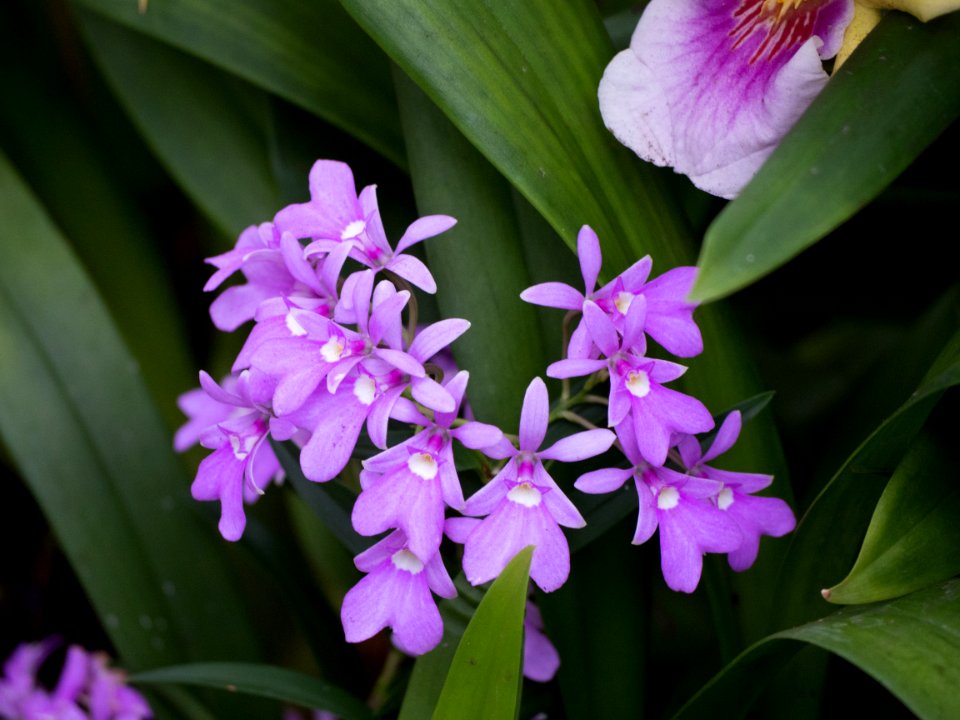 Kew Orchids March 2018 042