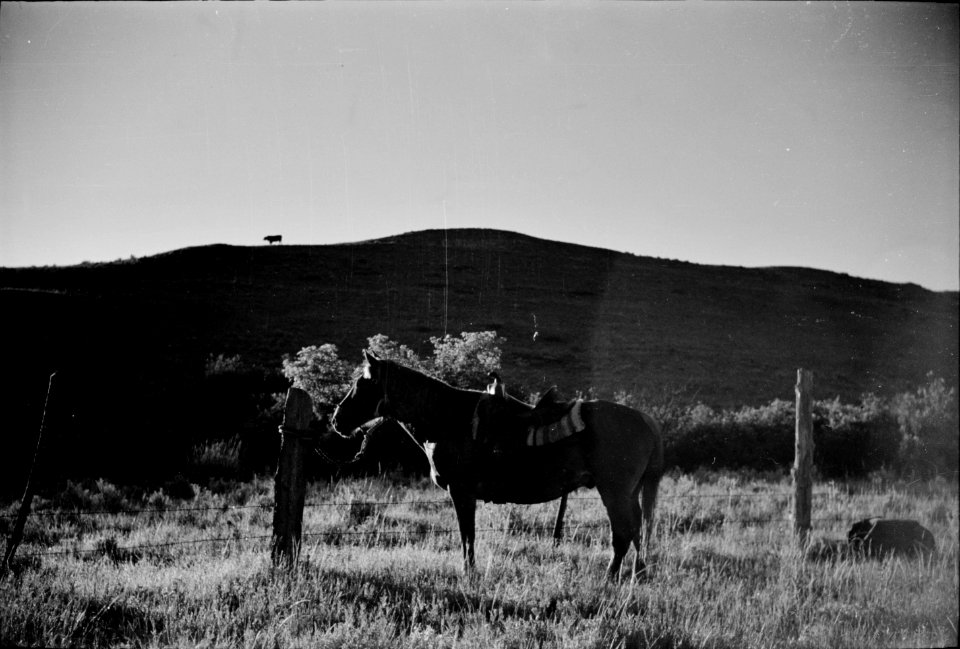 Rope corral at the Quarter Circle U roundup, Big Horn County, Montana June 1939.