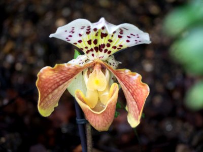 Kew Orchids March 2018 055