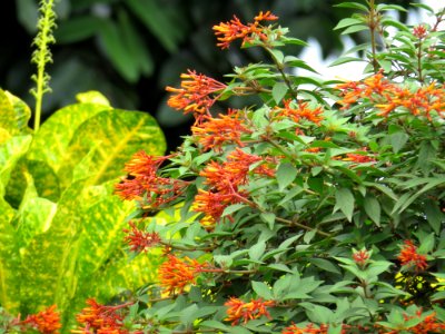 Jungle Flame