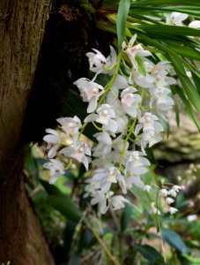 Kew Orchids March 2018 032 photo