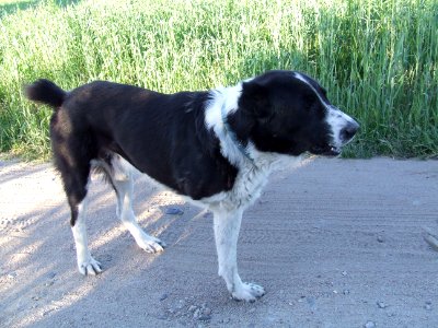 Pies weteran Lusówko Rozalin Wielkopolska photo