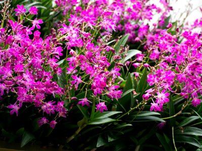 Kew Orchids March 2018 052
