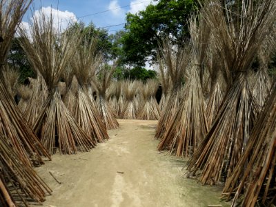 A village path through jute sticks in Bangladesh photo