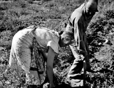 Hard Scrabble: Couple digging their sweet potatoes in the fall. Irrigon, Morrow County, Oregon, October 1939. photo