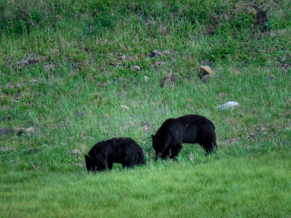 Yellowstone Two Bears