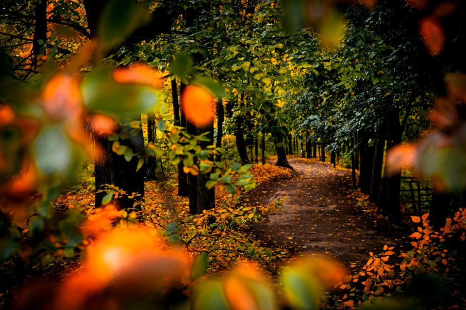 Autumn park. Beautiful romantic alley in a park with colorful trees. Autumn natural background.