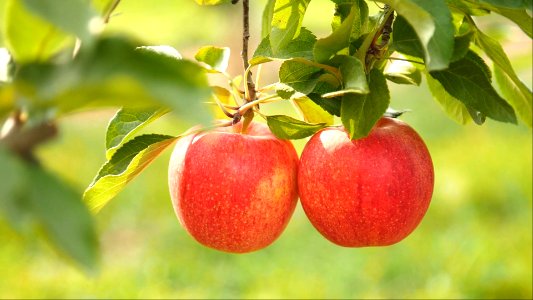Les pommes !
