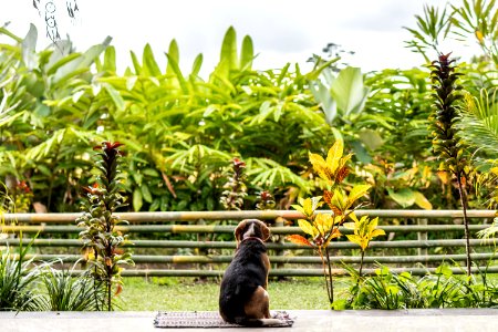 Beagle dog in the tropical garden of Bali island. Back view.