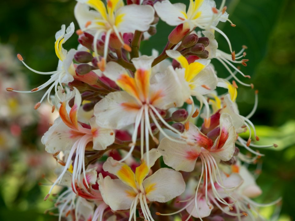 Kew Gardens 28 May 2018  027